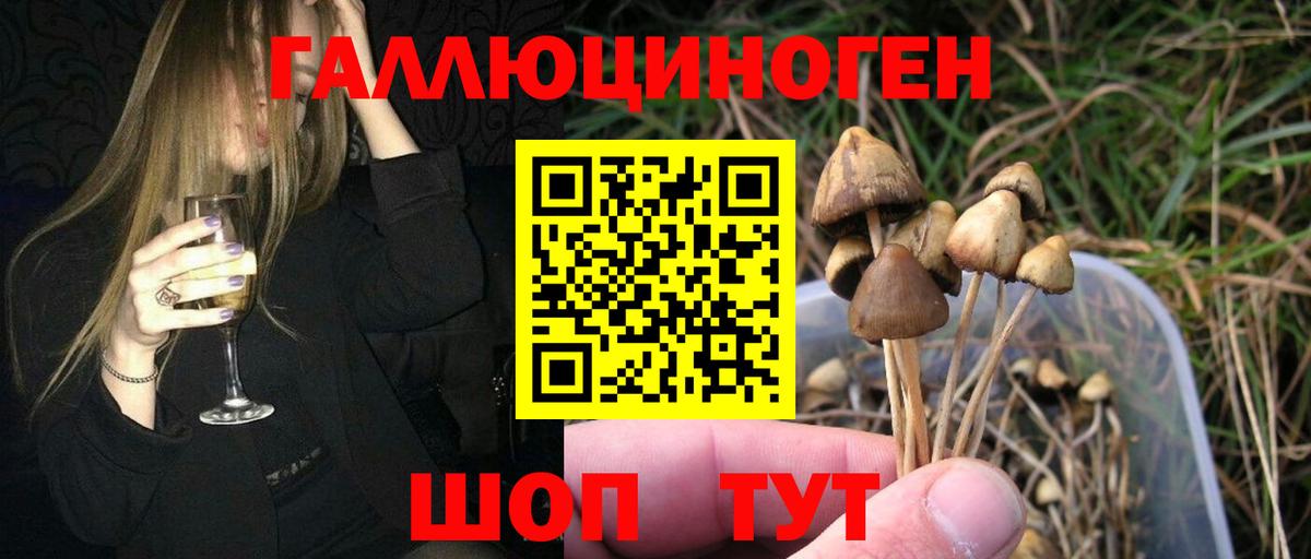 Галлюциногенные грибы Psilocybe Майкоп